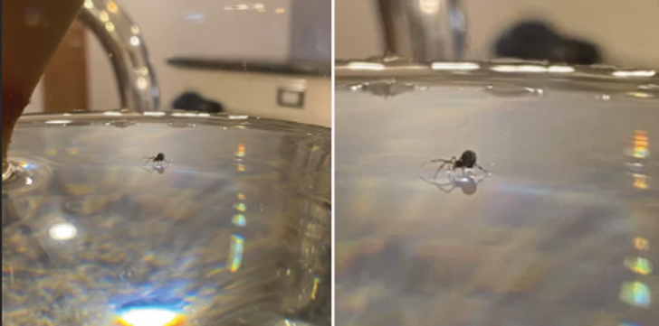 “Caught a spider walking on water.”