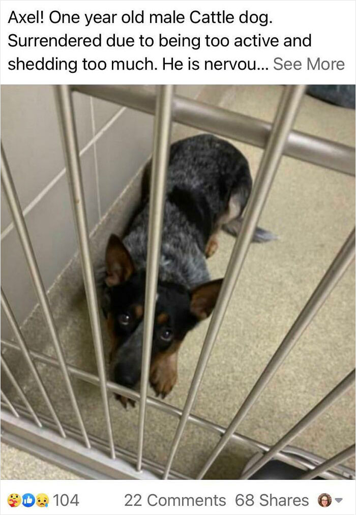 animal shelter - Axel! One year old male Cattle dog. Surrendered due to being too active and shedding too much. He is nervou... See More 0104 22 68