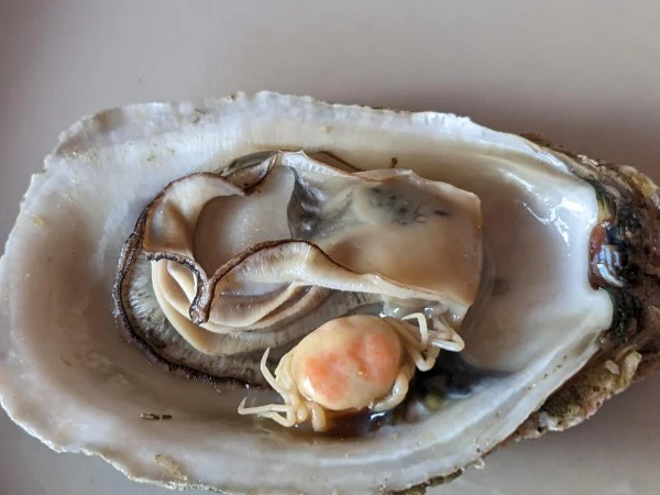 “My oyster had a little crab inside it.”