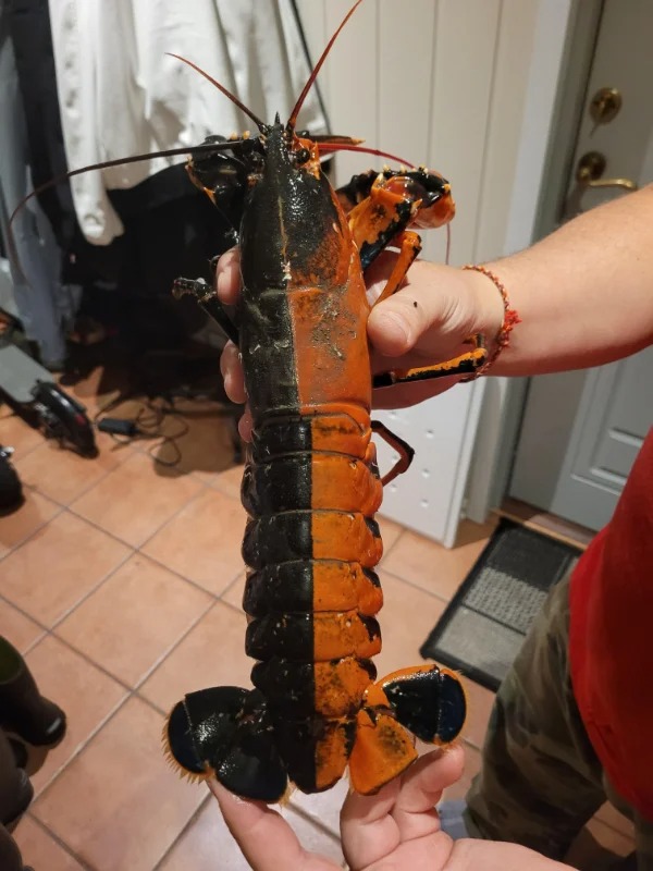 odd and unusual things - american lobster - Ba