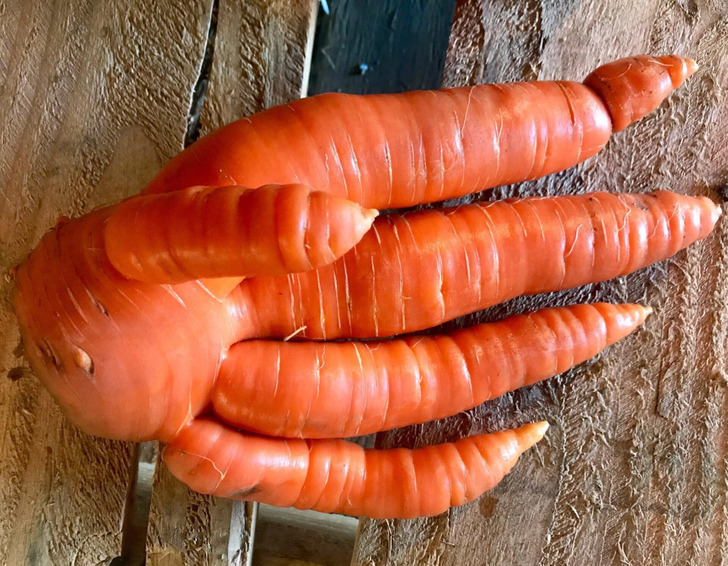 “This incredible carrot hand was found while digging for juice carrots at our farm today.”