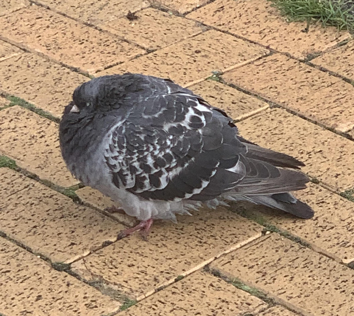“Saw this really fat pigeon.”