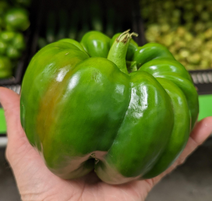 “This pepper looks like a pumpkin.”