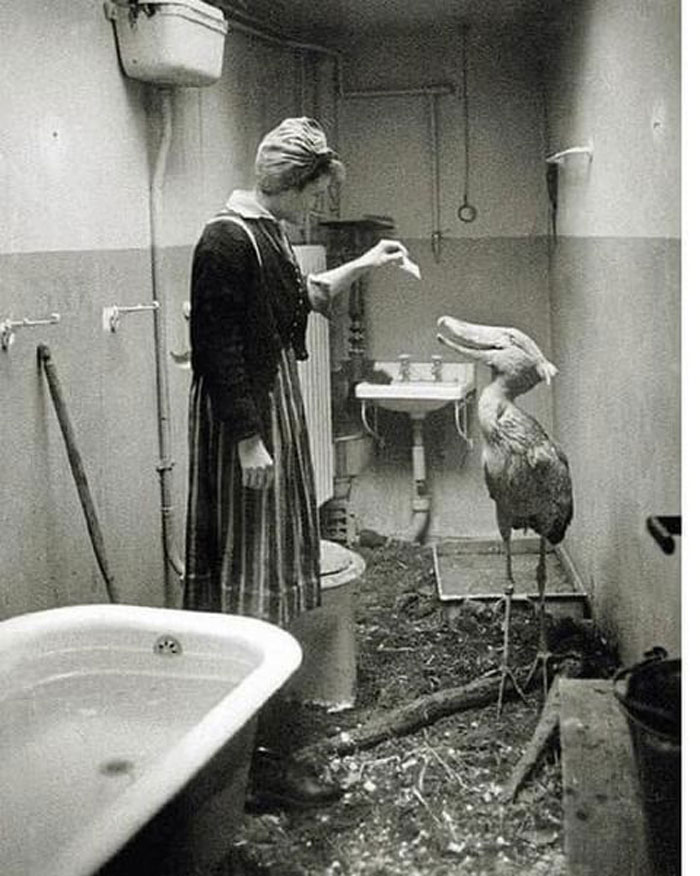historical photographs - berlin zoo 1945