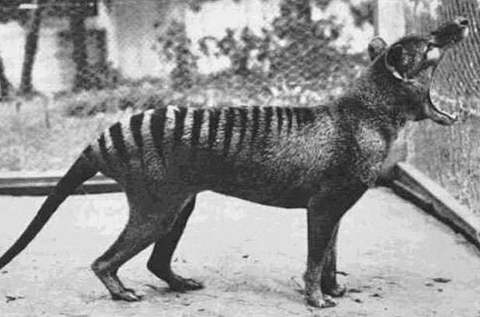 historical photographs - tasmanian tiger extinction