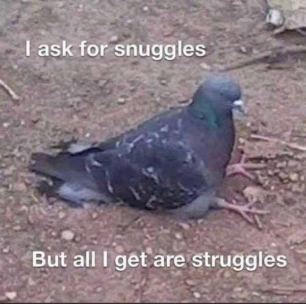 spicy sex memes - pigeons sitting - I ask for snuggles But all I get are struggles