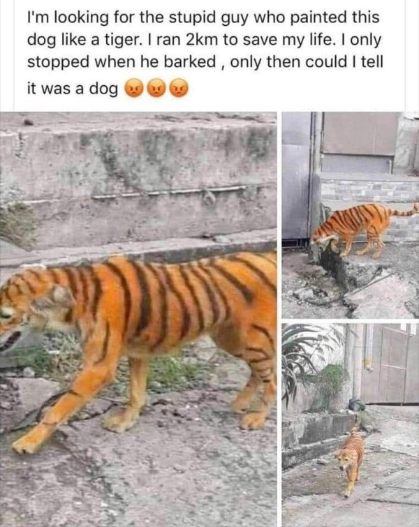 spicy sex memes - cat painted as tiger - I'm looking for the stupid guy who painted this dog a tiger. I ran 2km to save my life. I only stopped when he barked, only then could I tell it was a dog