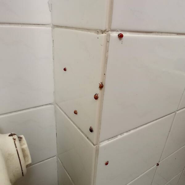 "My toilet is full of ladybugs. this is just zoomed in image. they are everywhere, in the toilet, the sink."