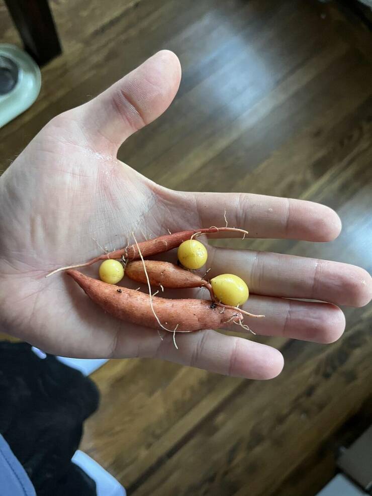 "Dug up my potato patch today. 10 plants that looked like they were flourishing all season"