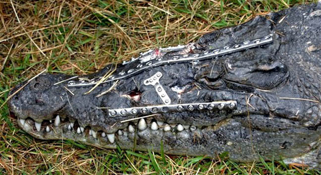 A 10-foot crocodile’s head was run over by a car in Florida. A veterinarian surgeon did reconstructive surgery to repair the bone on his head, allowing him to live.