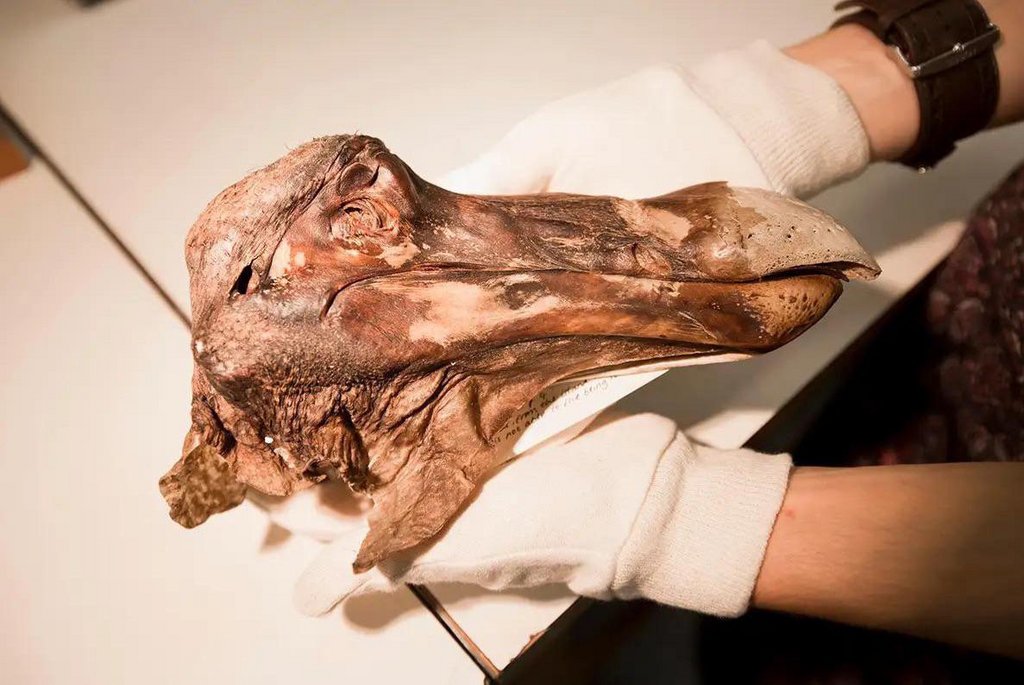 fascinating photos - dodo head