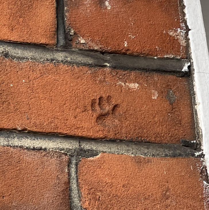 “My neighbor’s porch has an animal paw print on the face of a brick.”
