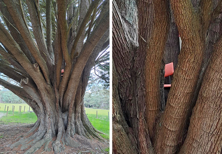 “There’s a chair hidden in this tree.”