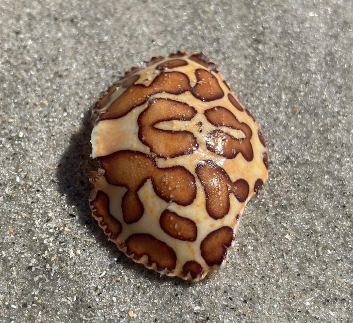 “Leopard Crab shell I just found at Wrightsville Beach, in North Carolina”