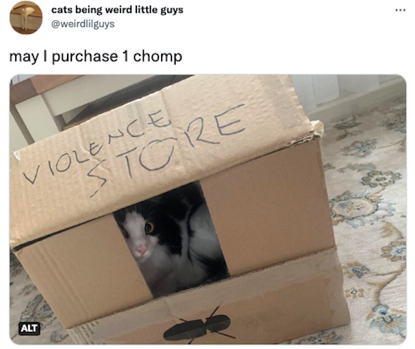 savage tweets - violence store cat - cats being weird little guys may I purchase 1 chomp Violence Awa Store Alt