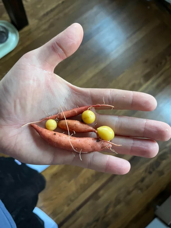 “Dug up my potato patch today. 10 plants that looked like they were flourishing all season.”