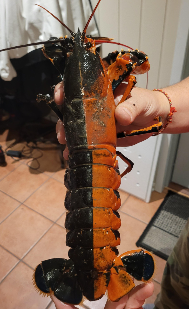 “An orange and black lobster my dad caught”