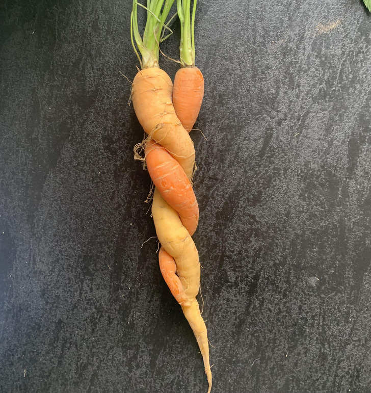 “These 2 different colored carrots I found in my grandmother’s yard”