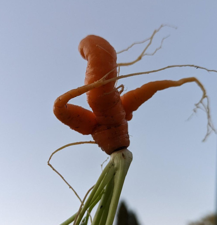 “A dabbing carrot from my garden”