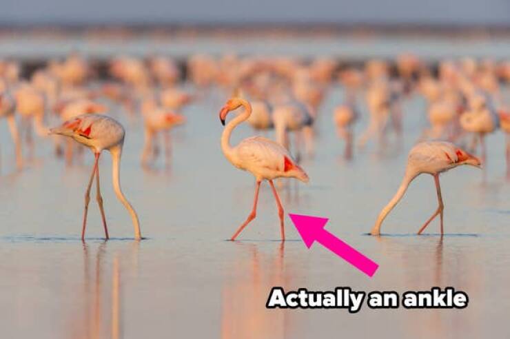 "While you might think that flamingos have pretty double-jointed knees that can bend backward, you're actually most likely thinking of their ankles. A flamingo's actual knee is located much farther up on their leg and is hidden by their body and feathers, while the ankle is the actual joint that you see bending."