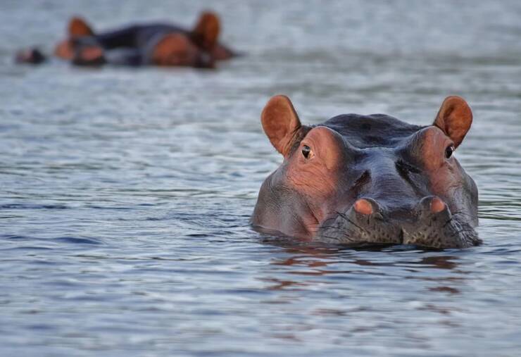 "Although hippos need to breathe air in order to survive, they typically sleep under water. While snoozing, hippos automatically close their nostrils. They come to the surface every few minutes to breathe. This all happens unconsciously, and it never wakes them up."