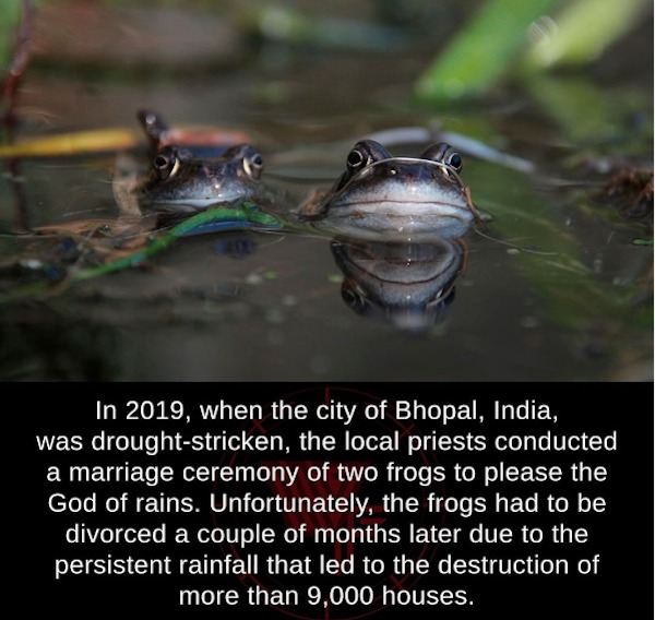fascinating facts - fauna - In 2019, when the city of Bhopal, India, was droughtstricken, the local priests conducted a marriage ceremony of two frogs to please the God of rains. Unfortunately, the frogs had to be divorced a couple of months later due to 