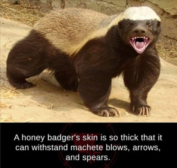 fascinating facts - honey badger don t care - A honey badger's skin is so thick that it can withstand machete blows, arrows, and spears.