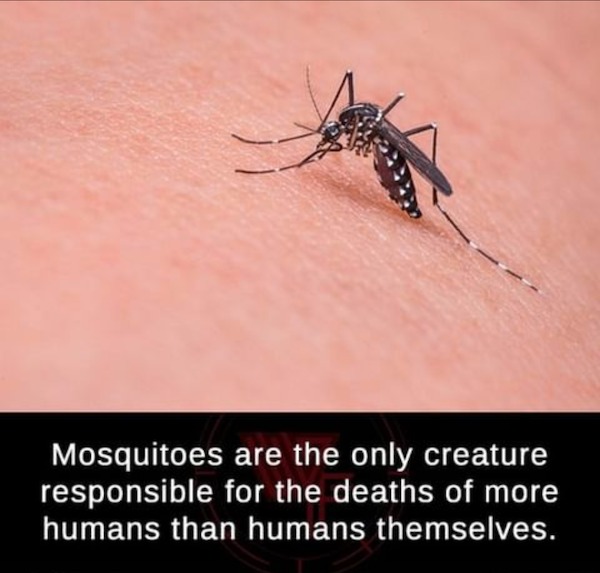 fascinating facts - finland mosquitos meme - Mosquitoes are the only creature responsible for the deaths of more humans than humans themselves.