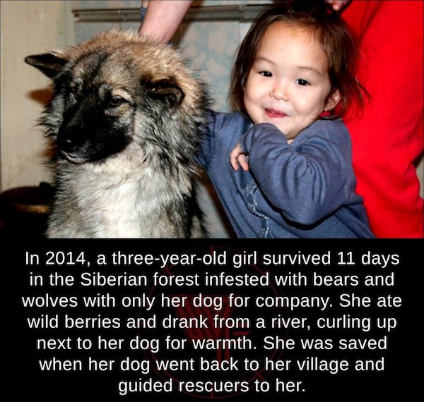 fascinating facts - karina chikitova - In 2014, a threeyearold girl survived 11 days in the Siberian forest infested with bears and wolves with only her dog for company. She ate wild berries and drank from a river, curling up next to her dog for warmth. S