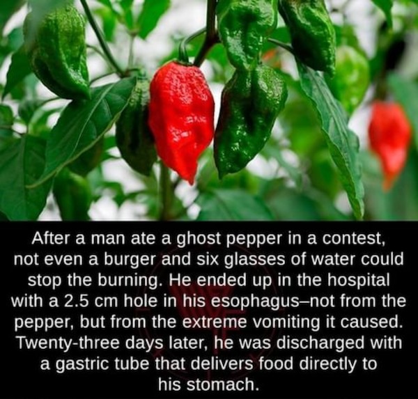 fascinating facts - african ghost pepper - After a man ate a ghost pepper in a contest, not even a burger and six glasses of water could stop the burning. He ended up in the hospital with a 2.5 cm hole in his esophagusnot from the pepper, but from the ext
