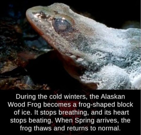fascinating facts - During the cold winters, the Alaskan Wood Frog becomes a frogshaped block of ice. It stops breathing, and its heart stops beating. When Spring arrives, the frog thaws and returns to normal.