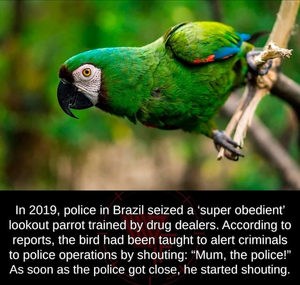 fascinating facts - In 2019, police in Brazil seized a 'super obedient' lookout parrot trained by drug dealers. According to reports, the bird had been taught to alert criminals to police operations by shouting "Mum, the police!" As soon as the police got