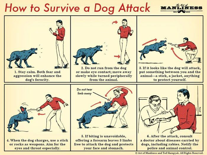 Survival Tips And Tricks - defend yourself from a dog attack - How to Survive a Dog Attack 1. Stay calm. Both fear and aggression will enhance the dog's ferocity. 4. When the dog charges, use a stick or rocks as weapons. Aim for the eyes and throat espec