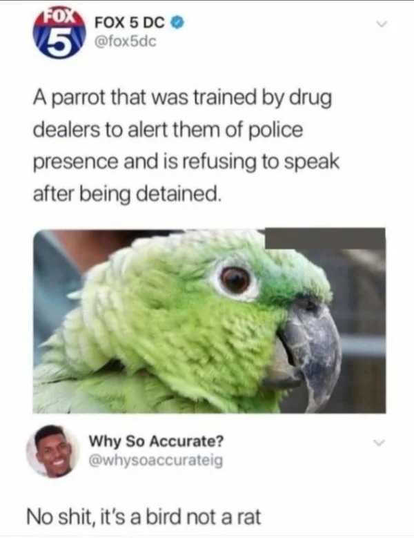 posts that made us hold up - parrot is not a rat - Fox Fox 5 Dc 5 A parrot that was trained by drug dealers to alert them of police presence and is refusing to speak after being detained. Why So Accurate? No shit, it's a bird not a rat