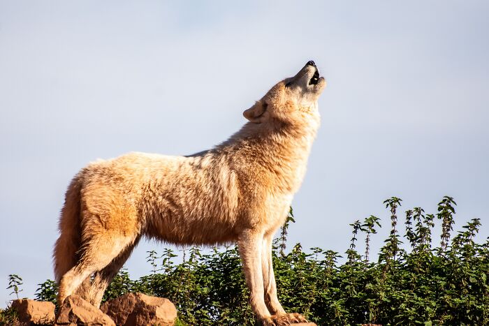 If you encounter a wolf, NEVER, EVER run away, as it will think you are prey fleeing. And ALWAYS keep eye contact with the wolf (yet don’t stare) while raising your arms to make yourself look big and intimidating. Slowly back away. This trick works gradually, but if you want to scare them off quickly, bend down (WHILE KEEPING EYE CONTACT) and pick up a stick or rock to throw at the wolf. You can also, if you have a gun, shoot it in the air. DO NOT shoot it at the wolf, as if they survive the shot they will charge and try to kill you. If you are walking with a group, link together and be intimidating-also, if there are vulnerable or young people, form a circle and keep them in the middle. Wolves rarely attack people unless rabid, starving, (Really, really starving) hurt, or if you had gone too close to them or terrorized them in any way. Wolf attacks and encounters are very rare, as wolves are shy and actually harmless. They are a major keystone species and very essential to the environment, so they aren’t bad at all. Many people are misled, thinking “Oh Wolves are bad because they are bloodthirsty killers, they want to hurt us.” But no, they are actually not. If you are camping, a campfire will also deter them away.