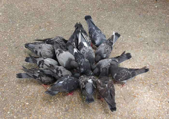 A man gets out of a white van by the Metropolitan Museum of art. He throws bird seed, and then proceeds to produce a burlap sack, scoop up a bunch of pigeons, jumps back into the van and takes off.

I have no additional context.