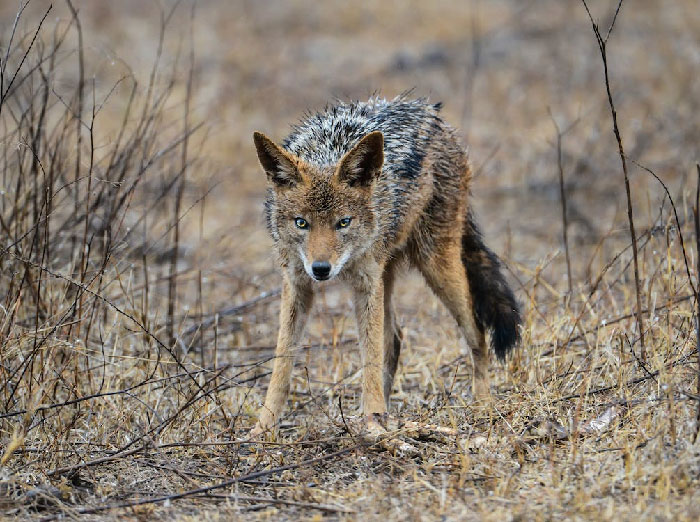 I was in a swamp in southern Arkansas. My uncle and I were hunting and had gotten out there pretty early. We were just sitting and waiting and then we both see this coyote walking past. The coyote looked at us for a minute, stood up on its hind legs then walked back into the woods on those hind legs.

I swear this happened. I've never seen anything like it before or since.