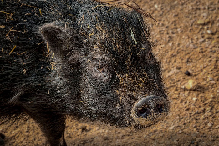 Once saw a boar running up the shaft of a spear that went through it's head. A blow that would be fatal to any living thing , that you just look at and think "oh it's dead, brain gotta mash potatoes" but it just kept charging and creeping up the shaft of the spear like it was possessed and wanted to kill the man holding it regardless of life and death. It's very unsettling to see.