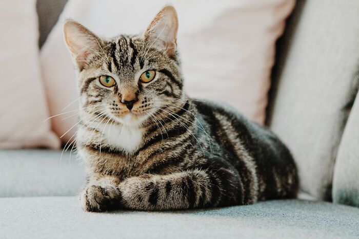 Oscar the Therapy Cat accurately predicted 25 deaths. After this the staff started notifying family members of residents to come say goodbye if Oscar was curled up next to them.