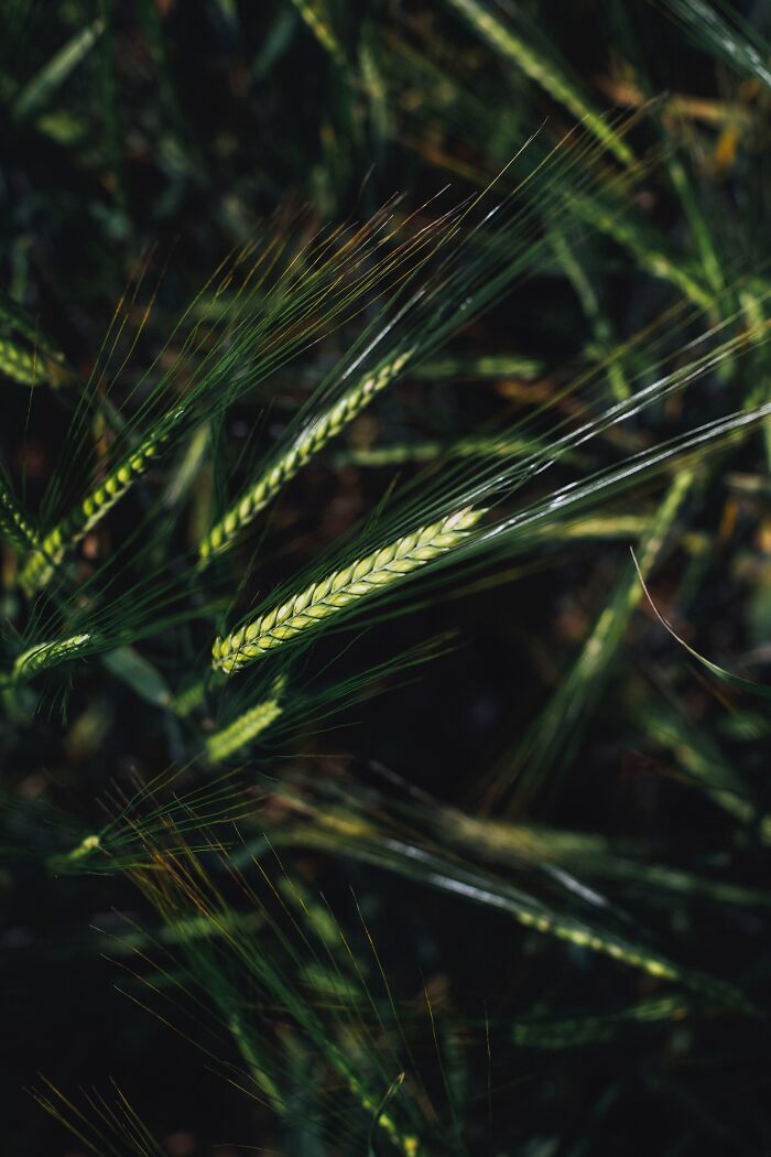 certain species of wild oats are able to walk. They have a pair of 'legs' called awns which flex and make the seeds crawl around, to find an ideal place to plant itself.