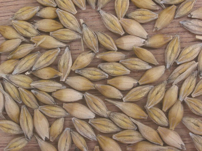 Wheat and Barley were ancient Egyptian pregnancy tests. A woman would urinate on bags of barley and wheat and if they sprouted, she was likely pregnant. A 1963 study found that this was accurate ~70% of the time.