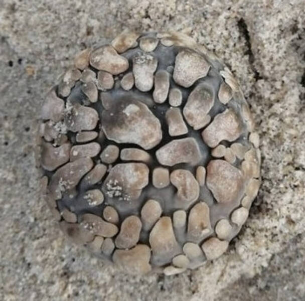“Round segmented object found at a beach in South Africa”

Answer: “Maybe some kind of washed-up anemone.”