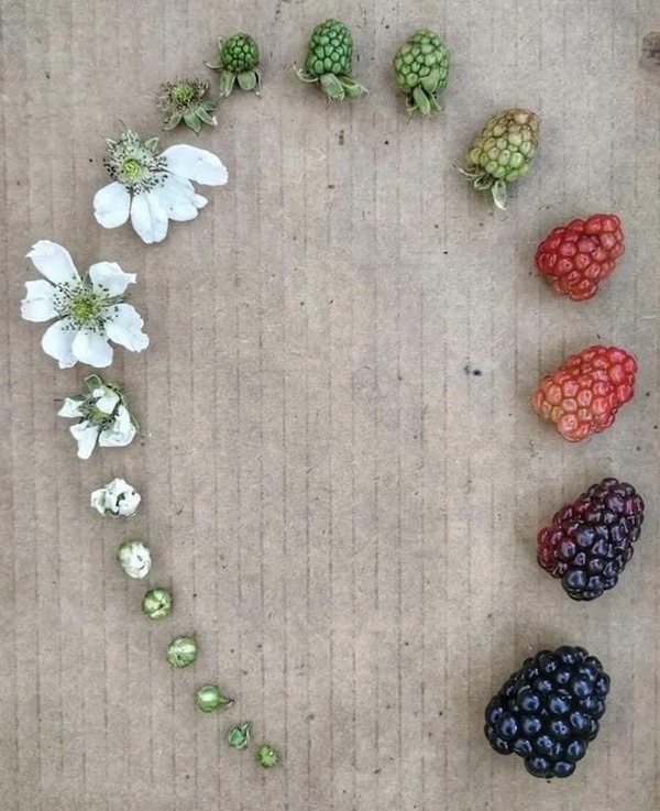 life cycle of a blackberry