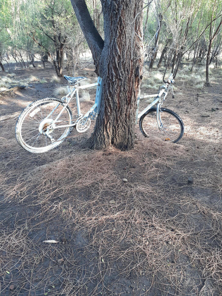 “Weird treebike I found on my ride.”