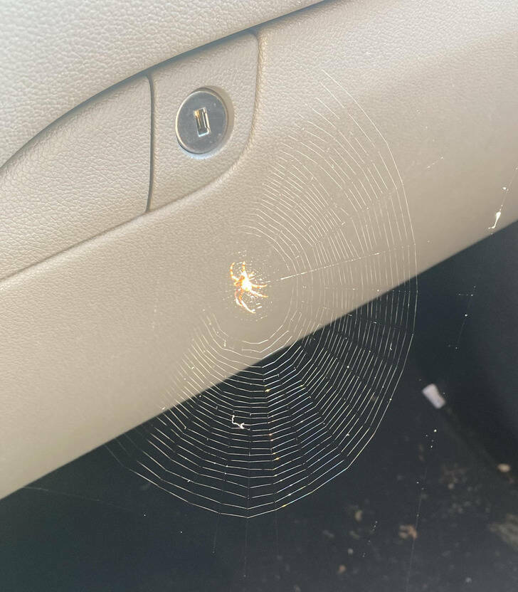 “I work at a car dealership. A lady came driving in a vehicle with a spider chilling in the passenger’s seat.”