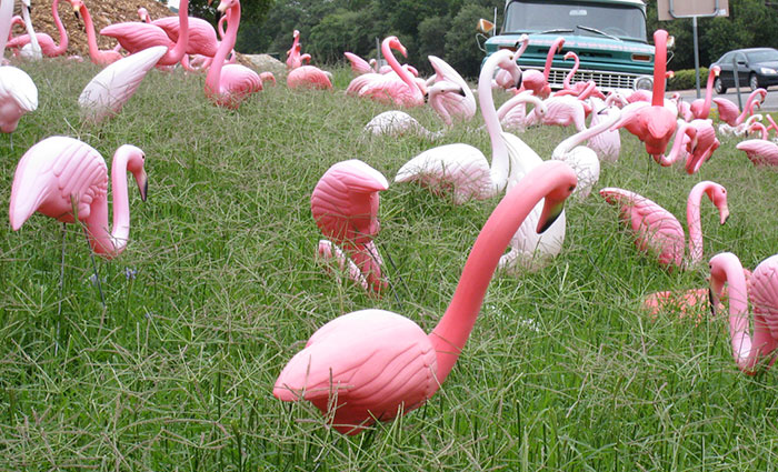 Real facts that sound fake - Plastic flamingo