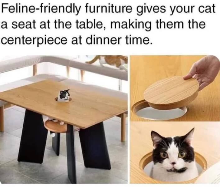 WTF Things That Actually Exist - feline friendly furniture table - Felinefriendly furniture gives your cat a seat at the table, making them the centerpiece at dinner time.