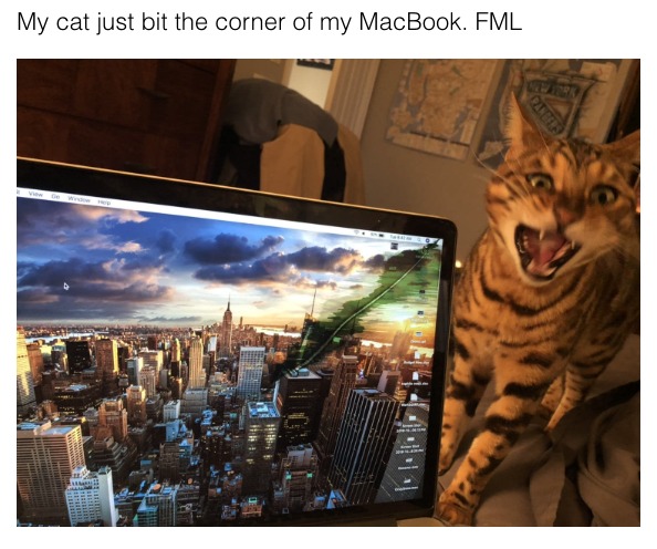 Situations That Escalated Quickly - cat bite my monitor - My cat just bit the corner of my MacBook. Fml View De Widow Hep S