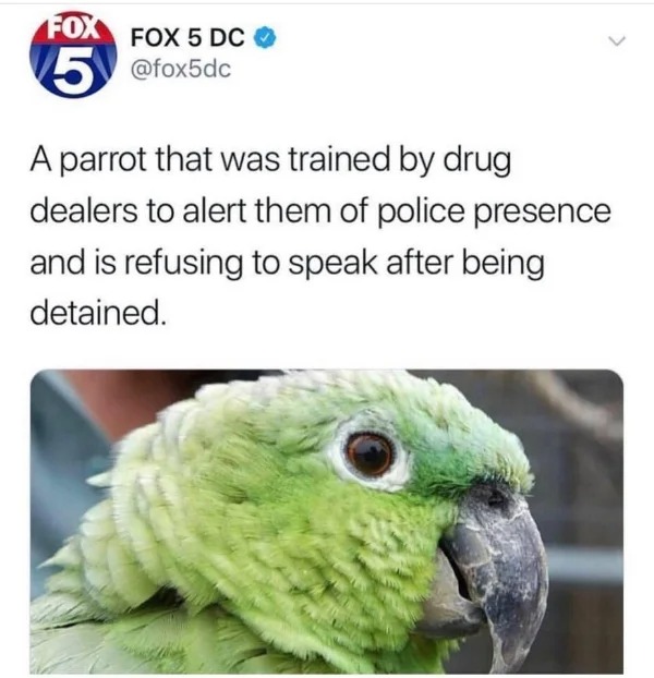 WTF memes and pics - parrot that was trained by drug dealer -  A parrot that was trained by drug dealers to alert them of police presence and is refusing to speak after being detained.