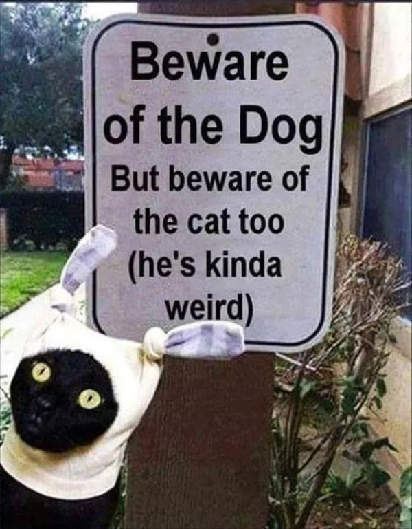 WTF memes and pics - beware of the dog but beware - Beware of the Dog But beware of the cat too he's kinda weird